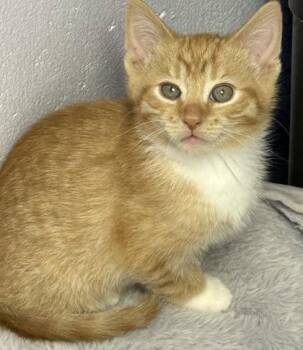 Himari -  Domestic Medium Hair and Domestic Short Hair Cat for Adoption in Gwinn, Michigan - Himari | PetCurious