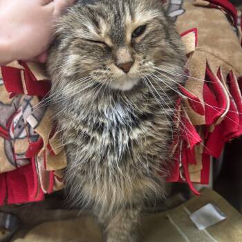 Willow Billow -  Domestic Medium Hair Cat for Adoption in Walker, Michigan - Willow Billow | PetCurious