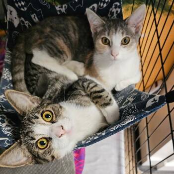 Frito -  Domestic Short Hair Cat for Adoption in Walden, New York - Frito | PetCurious