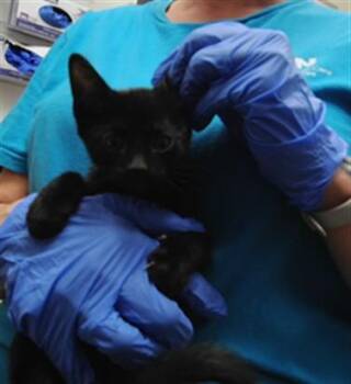 CORA -  Domestic Short Hair Cat for Adoption in Albuquerque, New Mexico - CORA | PetCurious