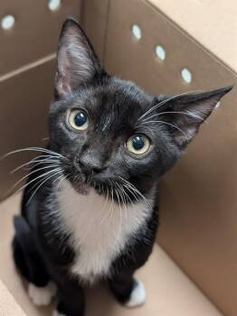 EMMETT -  Domestic Short Hair Cat for Adoption in Ontario, California - EMMETT | PetCurious