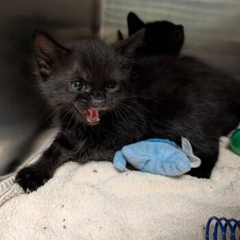 Sequin -  Domestic Short Hair Cat for Adoption in Titusville, Florida - Sequin | PetCurious