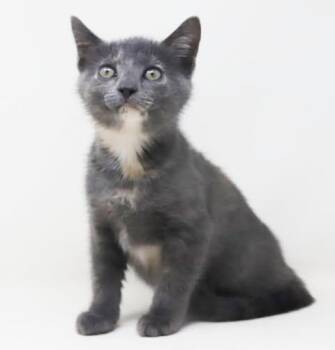 Izzy is a LOVE BUG -  Dilute Tortoiseshell Cat for Adoption in Bedford Hills, New York - Izzy Is A LOVE BUG | PetCurious