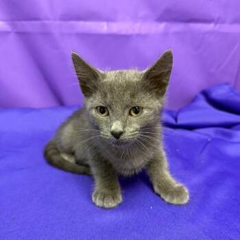 Xylem -  Domestic Medium Hair Cat for Adoption in North Myrtle Beach, South Carolina - Xylem | PetCurious