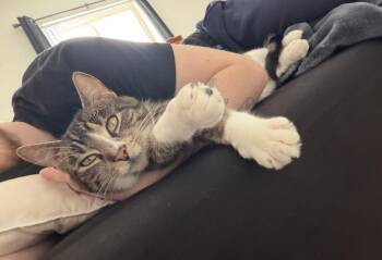 Domestic Short Hair Cats Available for Adoption in Seven Valleys, Pennsylvania - Margaret (Maggie) | PetCurious
