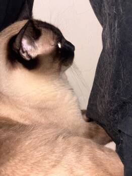 Iceman Foote -  Domestic Short Hair Cat for Adoption in Chandler, Arizona - Iceman Foote | PetCurious