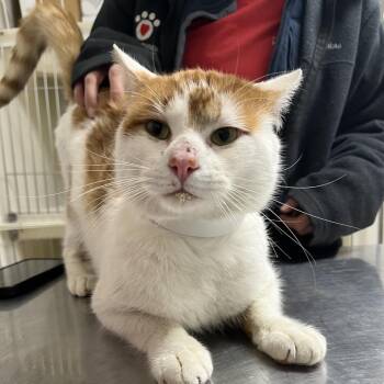 Domestic Short Hair Cats Available for Adoption - Big Cheesy | PetCurious