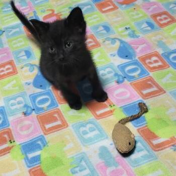 Opalite -  Bombay and Domestic Short Hair Cat for Adoption in South Miami, Florida - Opalite | PetCurious