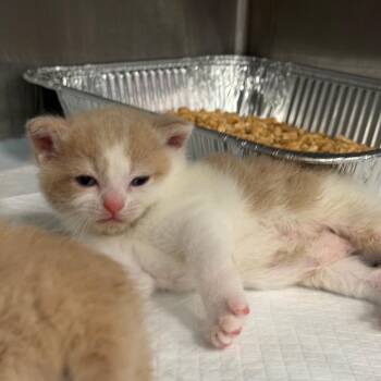 Frogmouth -  Domestic Short Hair Cat for Adoption in Greensboro, North Carolina - Frogmouth | PetCurious
