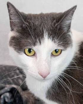Domestic Short Hair Cats Available for Adoption in Kennesaw, Georgia - Iceman | PetCurious