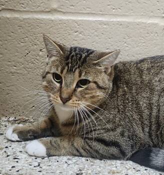 Rescue Domestic Short Hair Cats for Adoption in Little Rock, Arkansas - Sailor | PetCurious