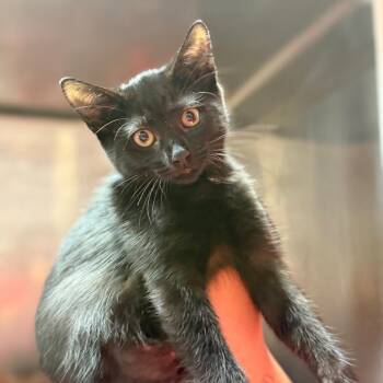 Toil -  Domestic Short Hair Cat for Adoption in Sunrise, Florida - Toil | PetCurious