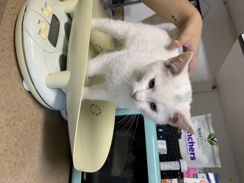 Rescue Domestic Short Hair Cats for Adoption in Bisbee, Arizona - Beast Boy | PetCurious