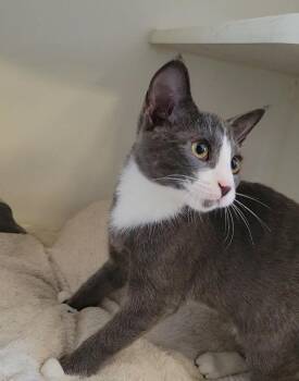 Ashford -  Domestic Short Hair Cat for Adoption in Sunnyvale, Texas - Ashford | PetCurious