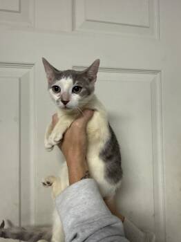 Scuttle -  Domestic Short Hair Cat for Adoption in Columbia, South Carolina - Scuttle | PetCurious