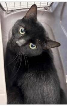 Rescue Domestic Short Hair Cats for Adoption in West Chester, Pennsylvania - Sebastian | PetCurious