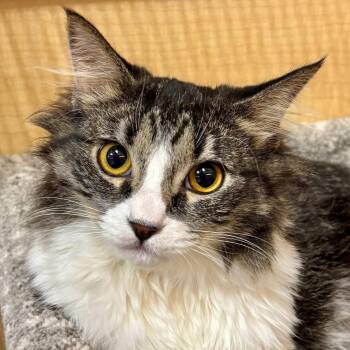 Domestic Medium Hair Cats Available for Adoption - Figaro | PetCurious