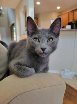 Domestic Short Hair Cats Available for Adoption - Loomis | PetCurious