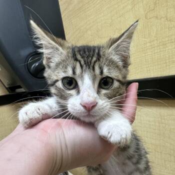 Domestic Long Hair and Domestic Short Hair Cats Available for Adoption in Kyle, Texas - BARONESS BUTTERSCOTCH | PetCurious