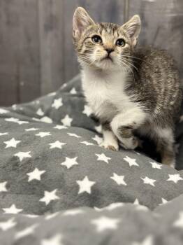 Rescue Tabby Cats for Adoption in Jurupa Valley, California - Ka | PetCurious