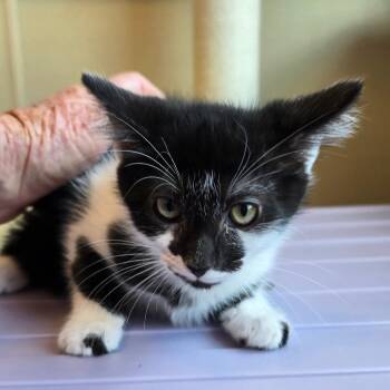 Ruby -  Domestic Short Hair Cat for Adoption in Madisonville, Tennessee - Ruby | PetCurious