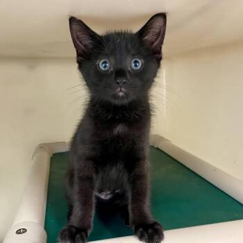 Domestic Short Hair Cats Available for Adoption in New Fairfield, Connecticut - Nova | PetCurious