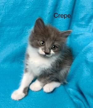 Domestic Short Hair Cats Available for Adoption in Buford, Georgia - Crepe | PetCurious