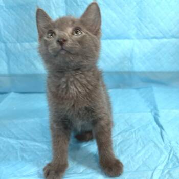 Domestic Short Hair Cats Available for Adoption in Memphis, Tennessee - Alabaster | PetCurious