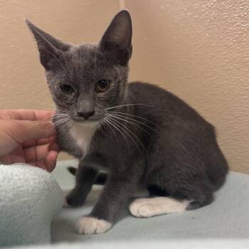 Clifford -  Domestic Short Hair Cat for Adoption in Goleta, California - Clifford | PetCurious