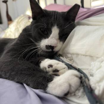 Kitty -  Domestic Short Hair Cat for Adoption in Largo, Florida - Kitty | PetCurious