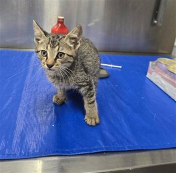 HOUDINI -  Domestic Short Hair Cat for Adoption in Hagerstown, Maryland - HOUDINI | PetCurious