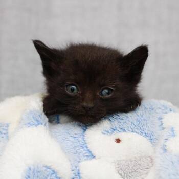 Domestic Short Hair Cats Available for Adoption in Hattiesburg, Mississippi - Garth | PetCurious