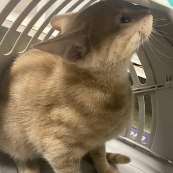 Tater Tot -  Domestic Short Hair Cat for Adoption in Harrisonburg, Virginia - Tater Tot | PetCurious