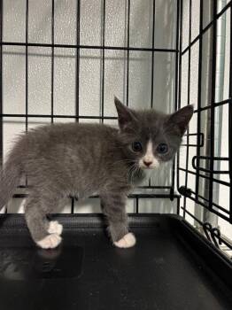 Cheesecake -  Domestic Short Hair Cat for Adoption in Metter, Georgia - Cheesecake | PetCurious
