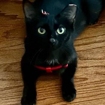 Flo -  Domestic Short Hair Cat for Adoption in Huffman, Texas - Flo | PetCurious