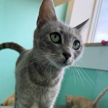 Marwa -  Domestic Short Hair Cat for Adoption in Marion, Virginia - Marwa | PetCurious