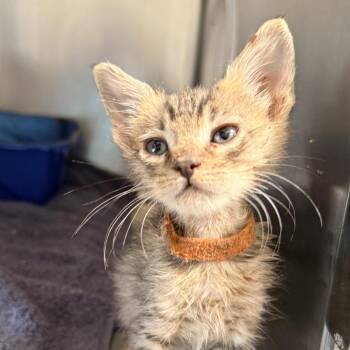 Pita -  Domestic Short Hair Cat for Adoption in Palm Springs, California - Pita | PetCurious
