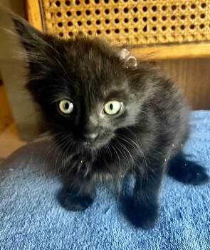 ESPRESSO -  Domestic Short Hair Cat for Adoption in Orlando, Florida - ESPRESSO | PetCurious