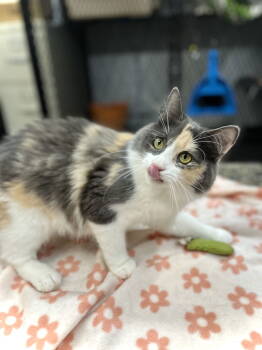 Rescue Domestic Medium Hair Cats for Adoption in Estherville, Iowa - Ravyn | PetCurious