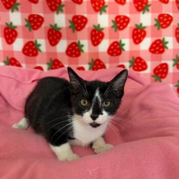Brandon -  Domestic Short Hair Cat for Adoption in Riverwoods, Illinois - Brandon | PetCurious