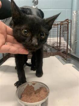 Domestic Short Hair Cats Available for Adoption - COMETTE | PetCurious