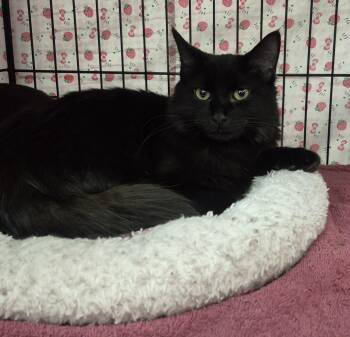 Catti LaBelle -  Domestic Medium Hair Cat for Adoption in Albuquerque, New Mexico - Catti LaBelle | PetCurious