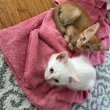 Persimmon -  Domestic Short Hair Cat for Adoption in Buffalo, Minnesota - Persimmon | PetCurious