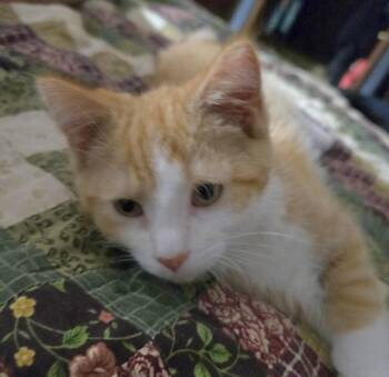 Wilson -  Domestic Medium Hair Cat for Adoption in Frankfort, Michigan - Wilson | PetCurious