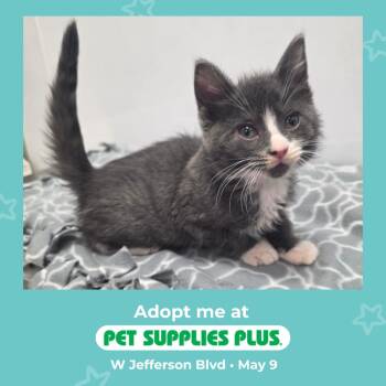 Domestic Short Hair Cats Available for Adoption in Fort Wayne, Indiana - Socks | PetCurious