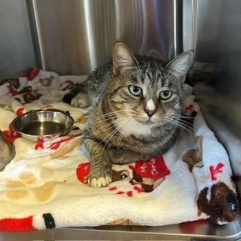 Bob -  Domestic Short Hair Cat for Adoption in Knoxville, Tennessee - Bob | PetCurious