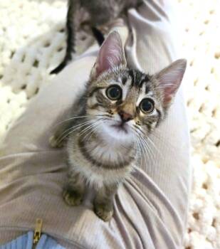 Domestic Short Hair Cats Available for Adoption in Villa Park, California - Lilo | PetCurious