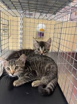 ZACH -  Domestic Medium Hair Cat for Adoption in Fort Myers, Florida - ZACH | PetCurious