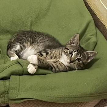 Maple -  Domestic Short Hair Cat for Adoption in Redwood City, California - Maple | PetCurious