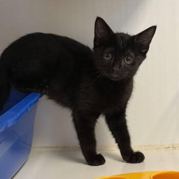 Shark -  Domestic Short Hair Cat for Adoption in Oakland, California - Shark | PetCurious